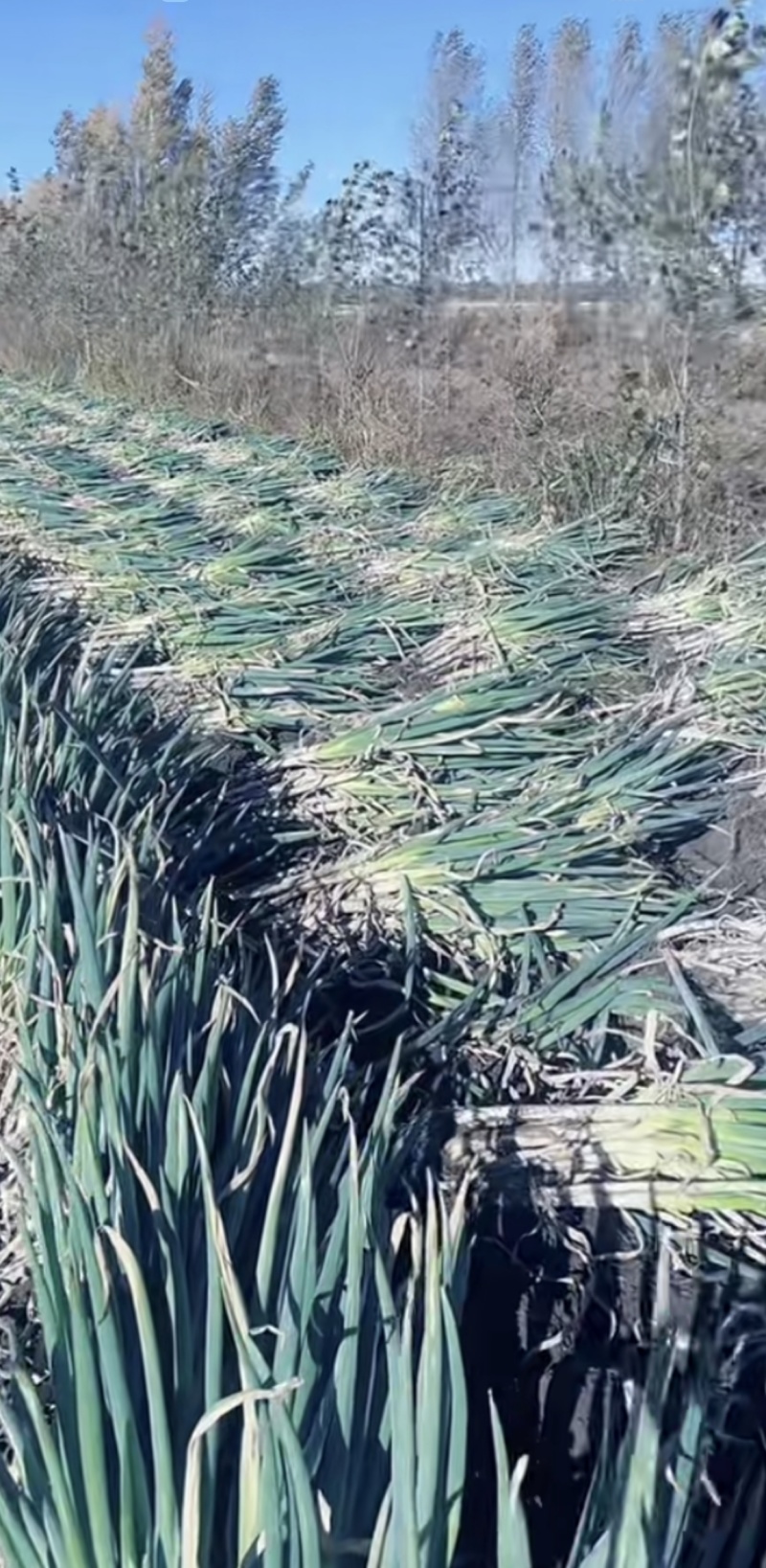 章丘铁杆大葱产地批发！
