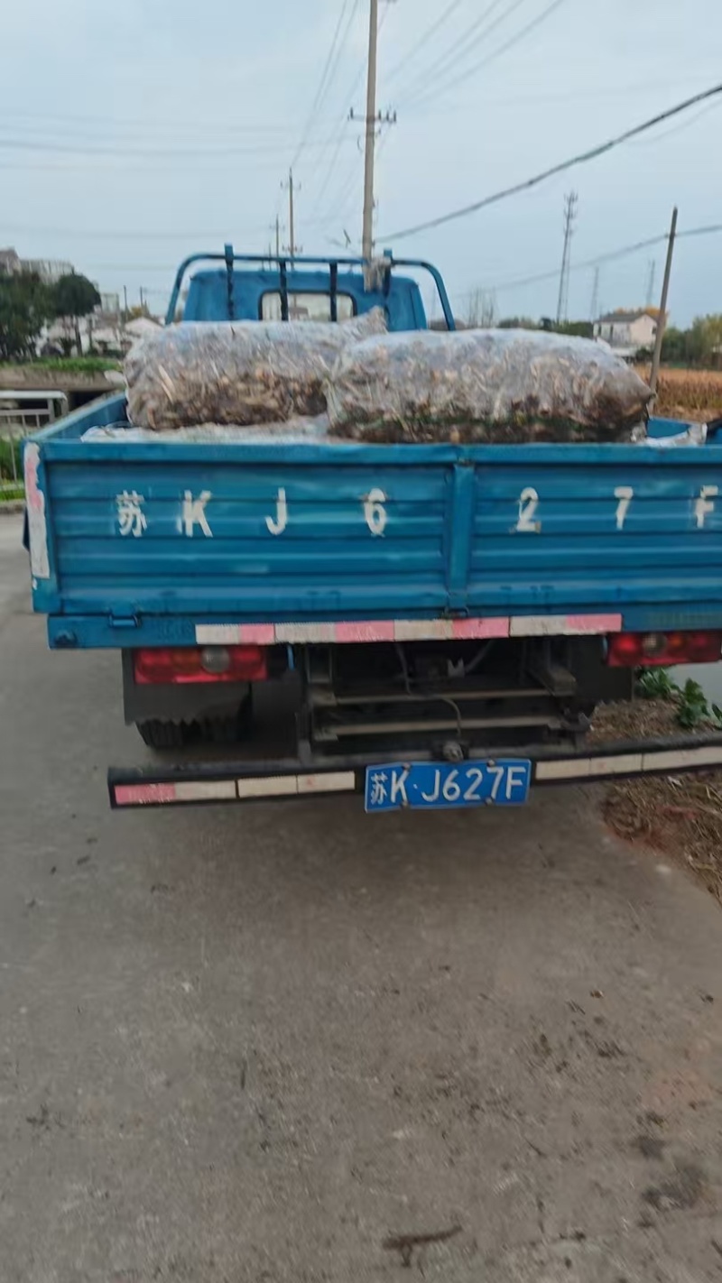 慈姑