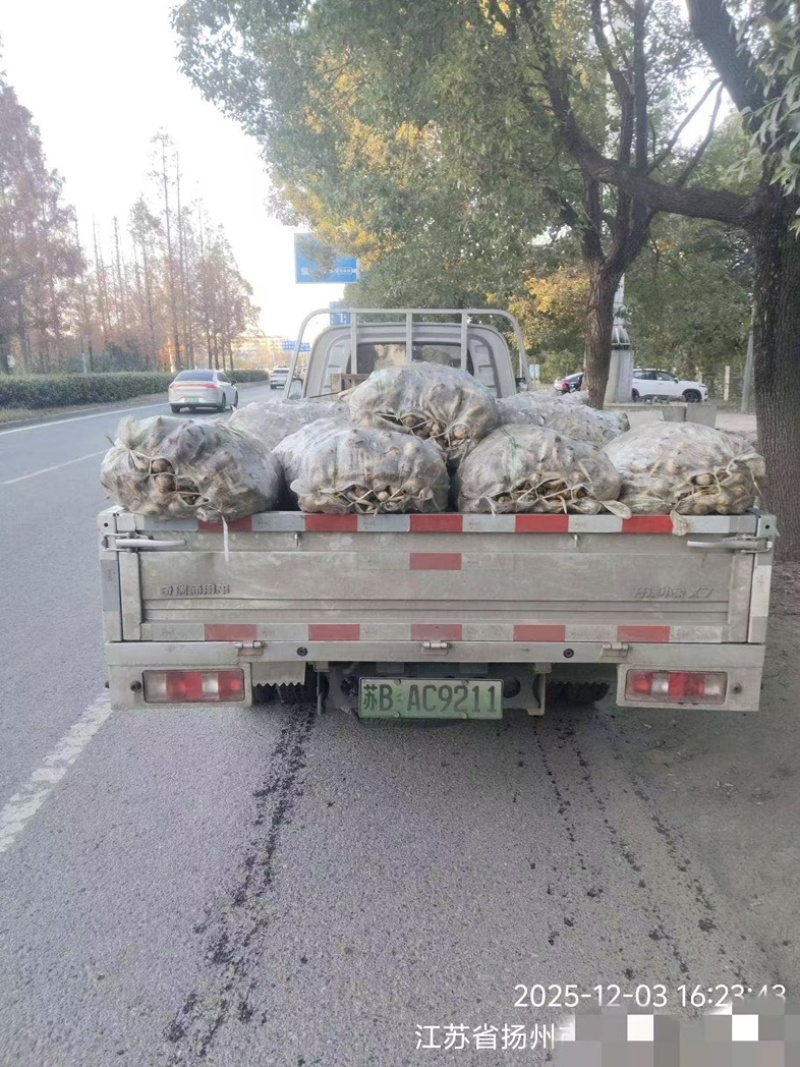 慈姑