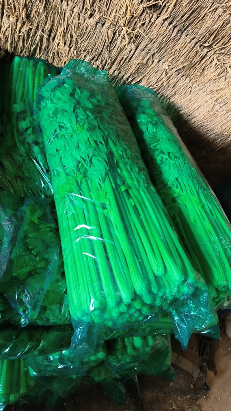 昌黎暖棚芹菜大量供应