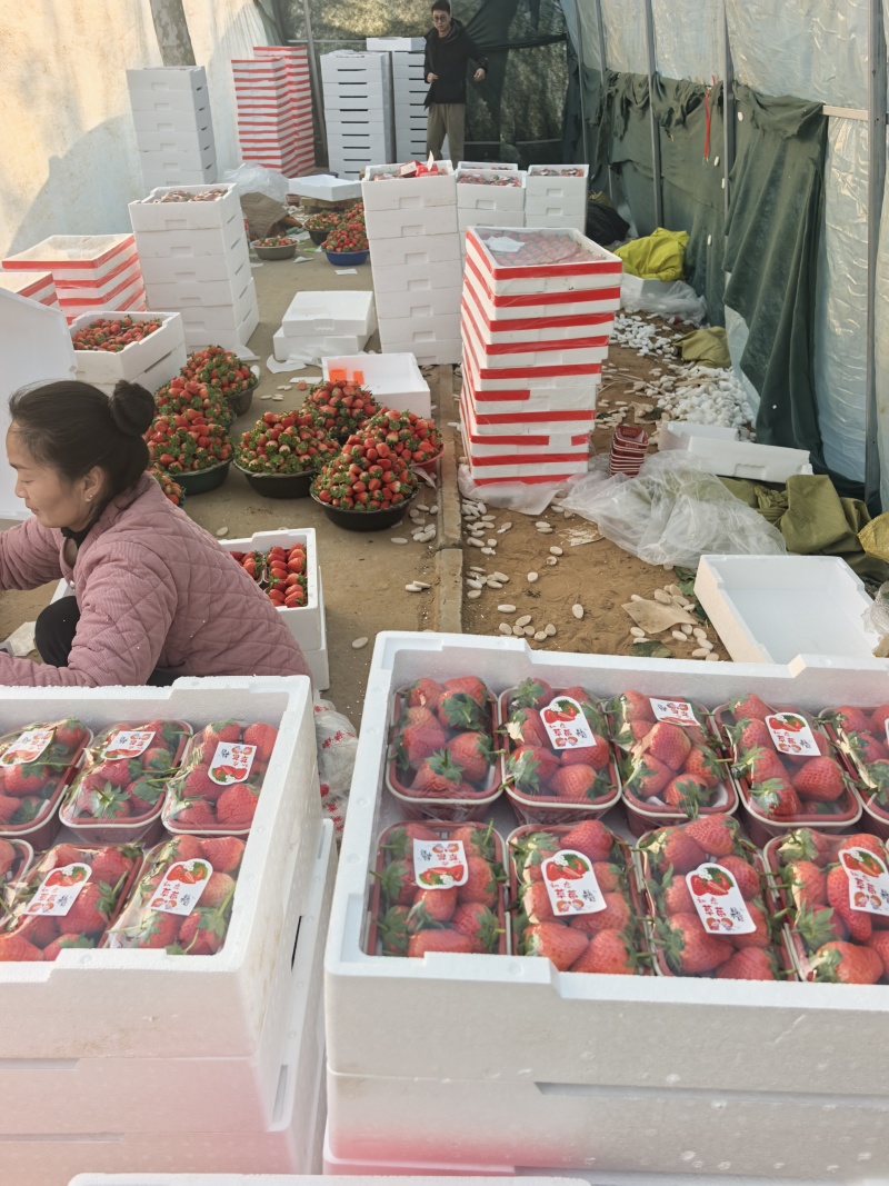 宁玉草莓【河南中牟产地直发货源充足量大、诚信代办】