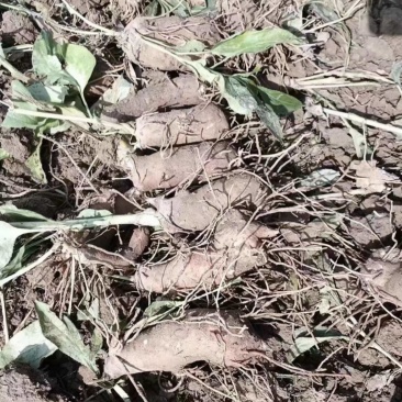 精品优质白术芽子、基地直供货源充足价格**