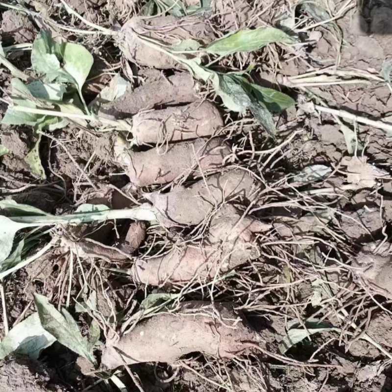 精品优质白术芽子、基地直供货源充足价格**