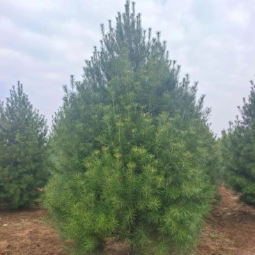 基地大量出售高度4米白皮松
