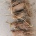 精品优质白术芽子、基地直供货源充足价格**