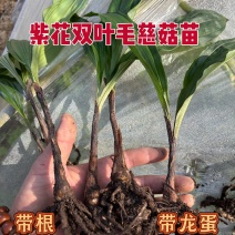 紫花双叶毛慈菇苗露天训话苗现挖
