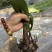 紫花双叶毛慈菇苗露天训话苗现挖