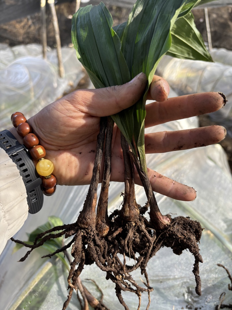 紫花双叶毛慈菇苗露天训话苗现挖