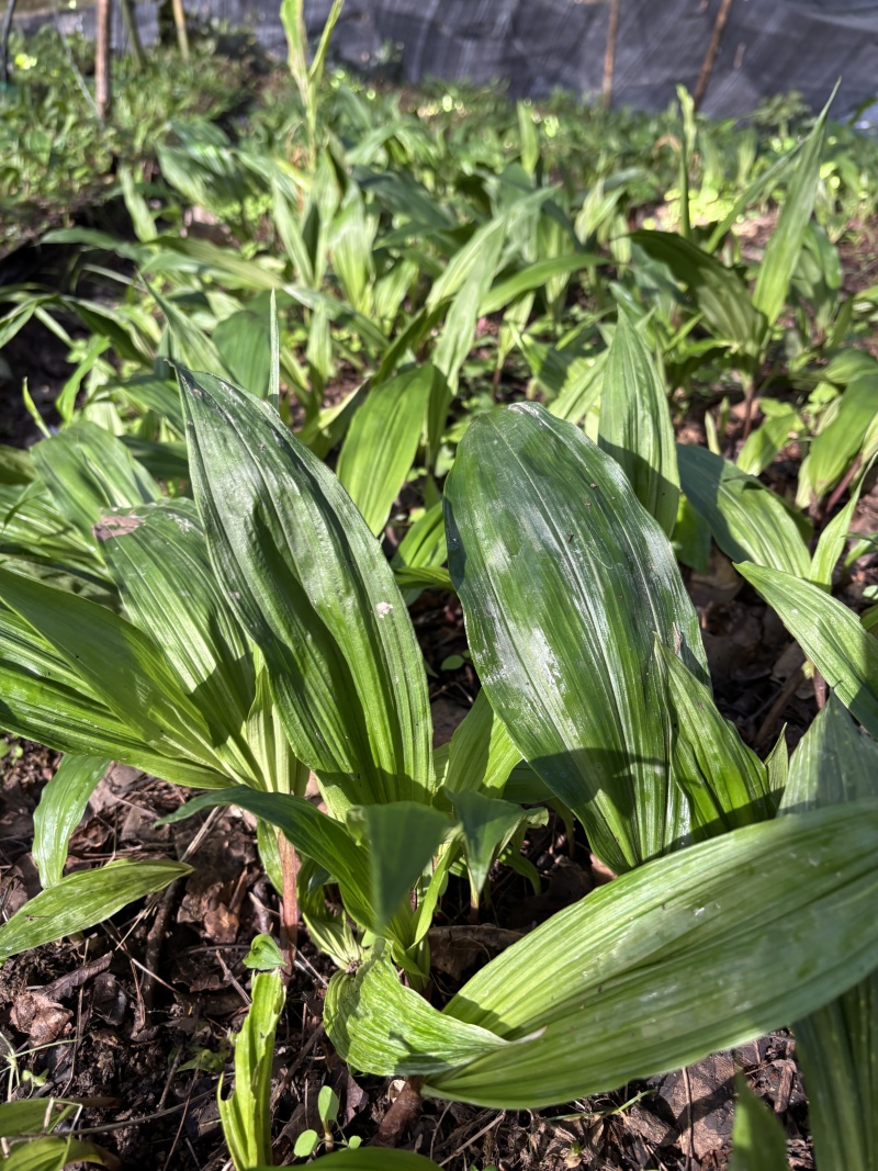 紫花双叶毛慈菇苗露天训话苗现挖