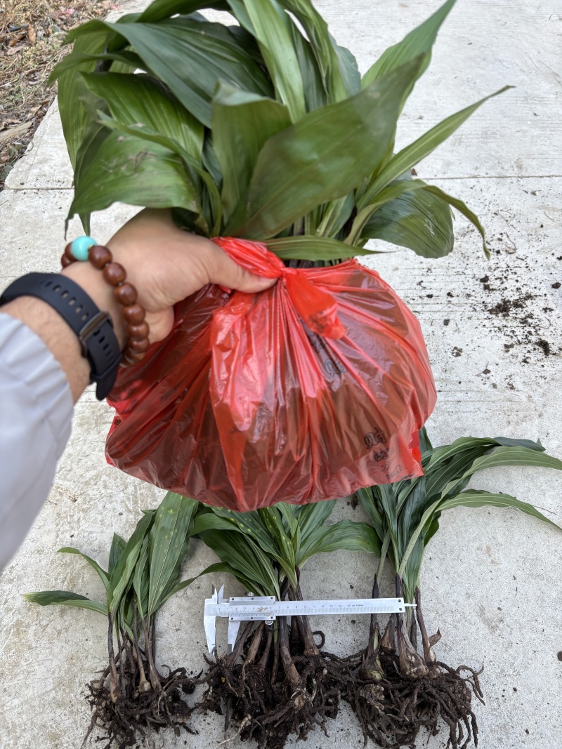 紫花双叶毛慈菇苗露天训话苗现挖