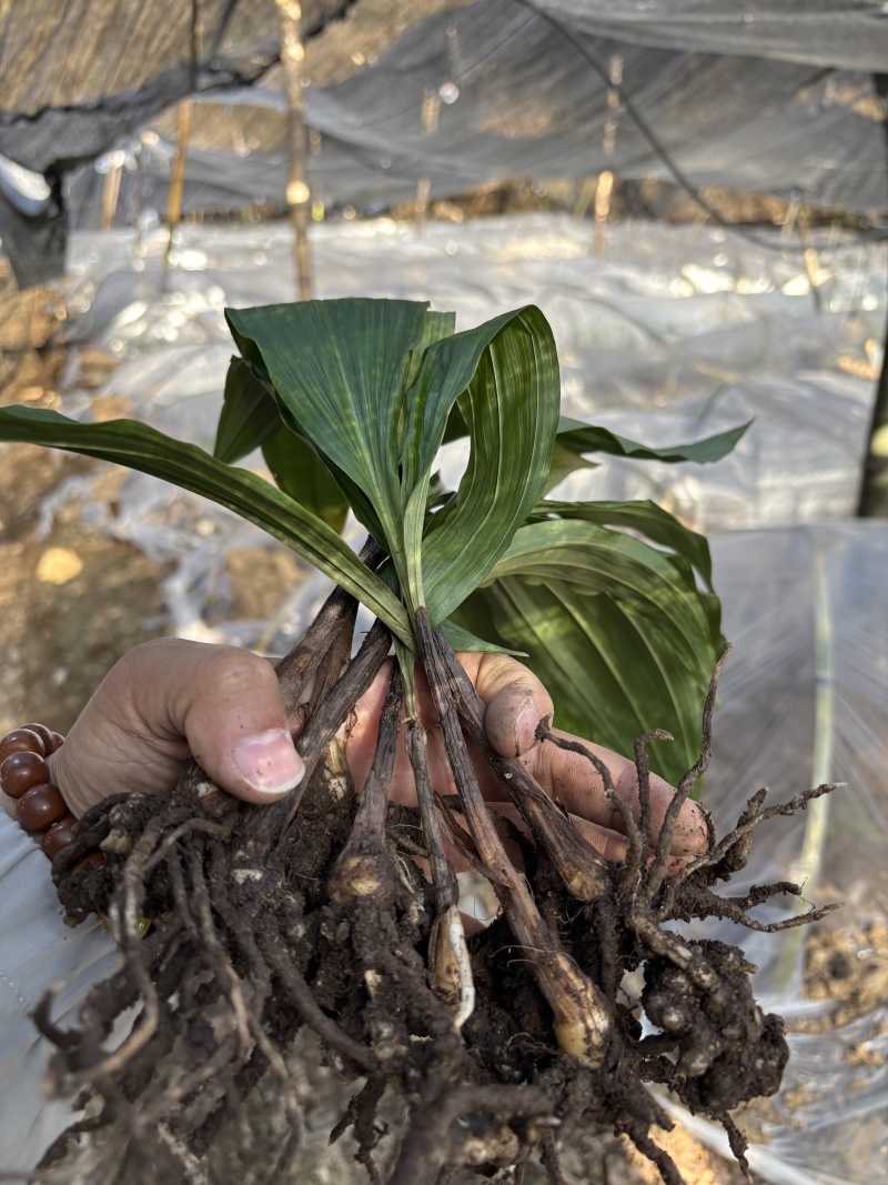 紫花双叶毛慈菇苗露天训话苗现挖