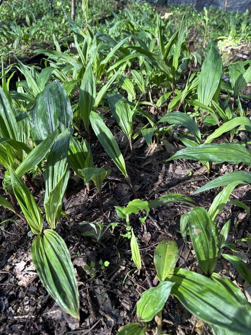紫花双叶毛慈菇苗露天训话苗现挖