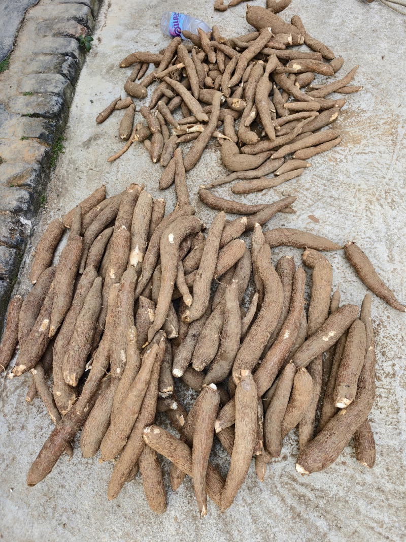 黄肉木薯