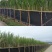 包邮《陶山青皮甘蔗》基地直发一件代发5斤装真空包装