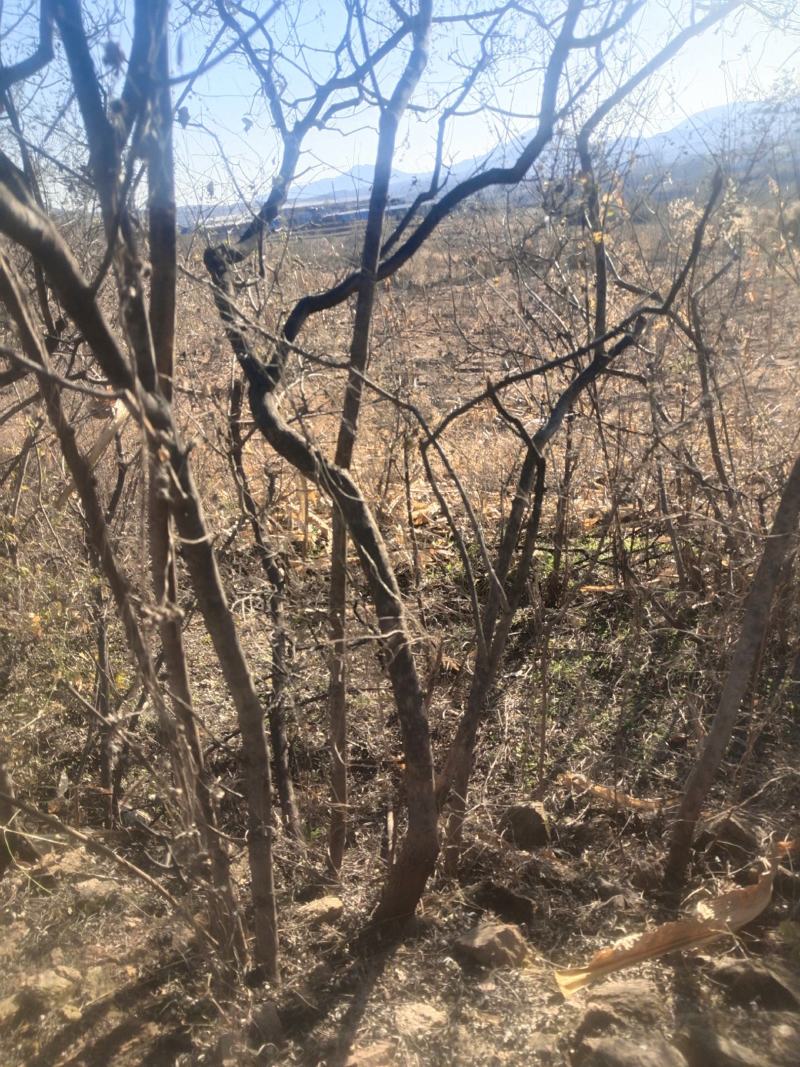 黄荆条丛生黄荆黄荆疙瘩黄荆盆景桩蜜源植物护坡植