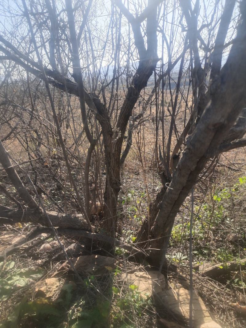 黄荆条丛生黄荆黄荆疙瘩黄荆盆景桩蜜源植物护坡植