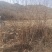 黄荆条丛生黄荆黄荆疙瘩黄荆盆景桩蜜源植物护坡植