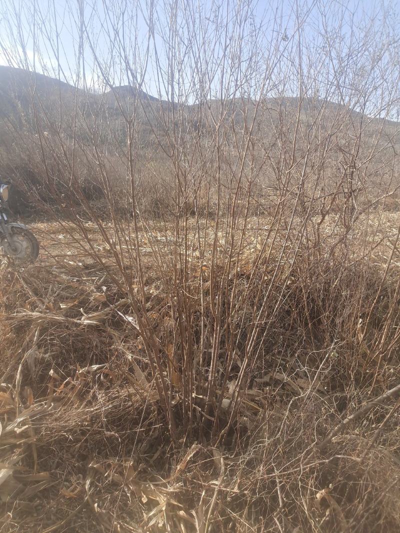 黄荆条丛生黄荆黄荆疙瘩黄荆盆景桩蜜源植物护坡植