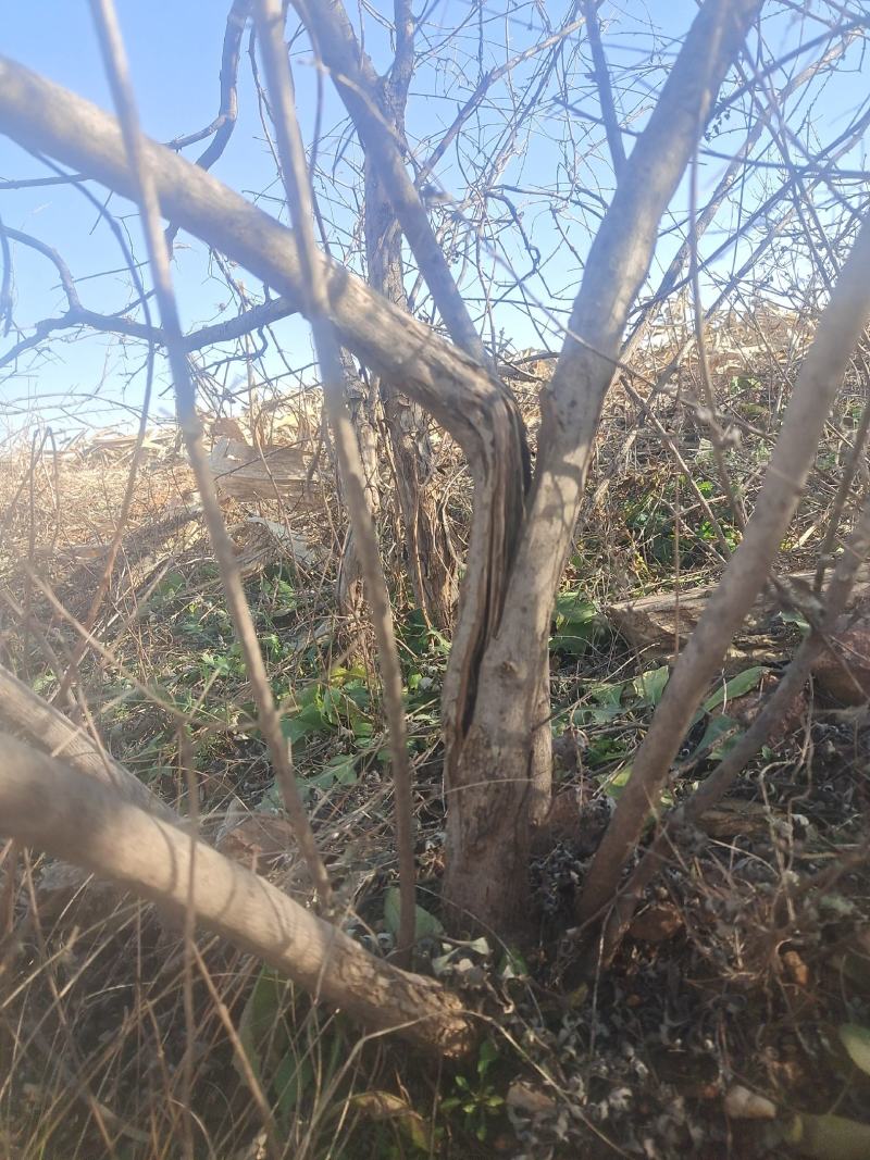 黄荆条丛生黄荆黄荆疙瘩黄荆盆景桩蜜源植物护坡植