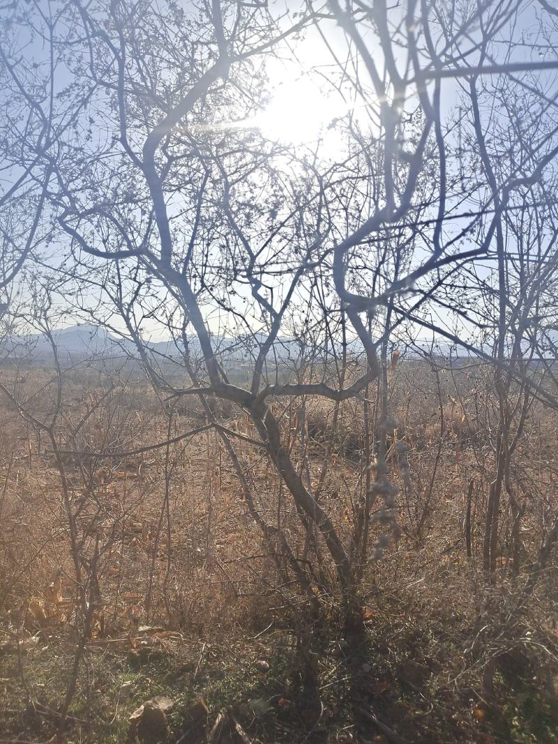 黄荆条丛生黄荆黄荆疙瘩黄荆盆景桩蜜源植物护坡植