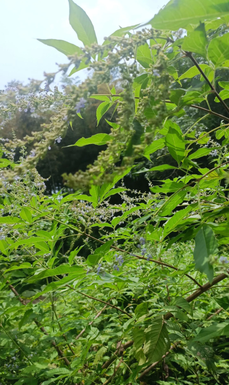 黄荆条丛生黄荆黄荆疙瘩黄荆盆景桩蜜源植物护坡植