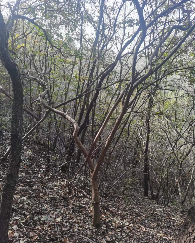 黄荆条丛生黄荆黄荆疙瘩黄荆盆景桩蜜源植物护坡植