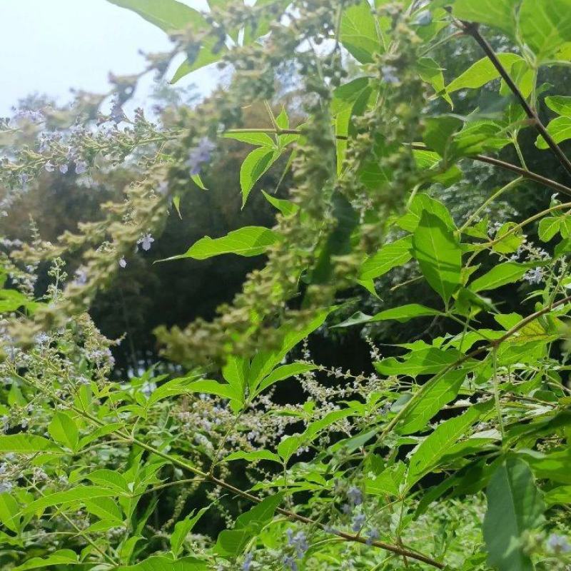 黄荆条丛生黄荆黄荆疙瘩黄荆盆景桩蜜源植物护坡植