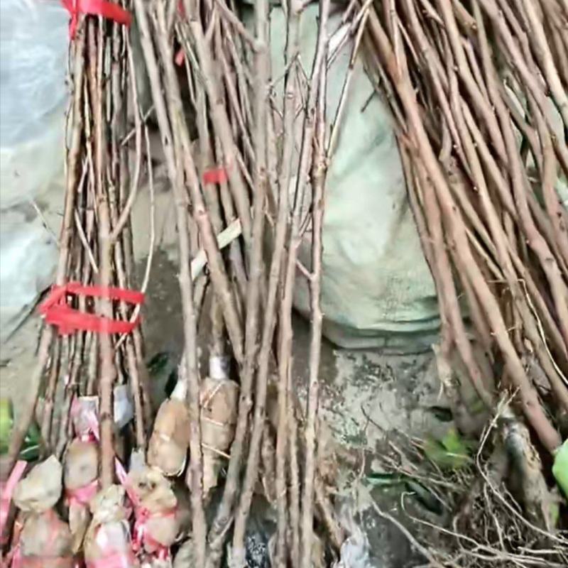 玛瑙红樱桃苗