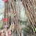 玛瑙红樱桃苗