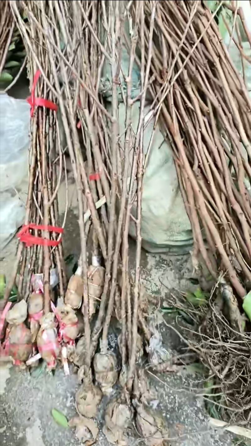 玛瑙红樱桃苗