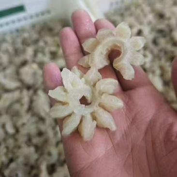 牛鞭花