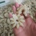 牛鞭花