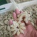 牛鞭花