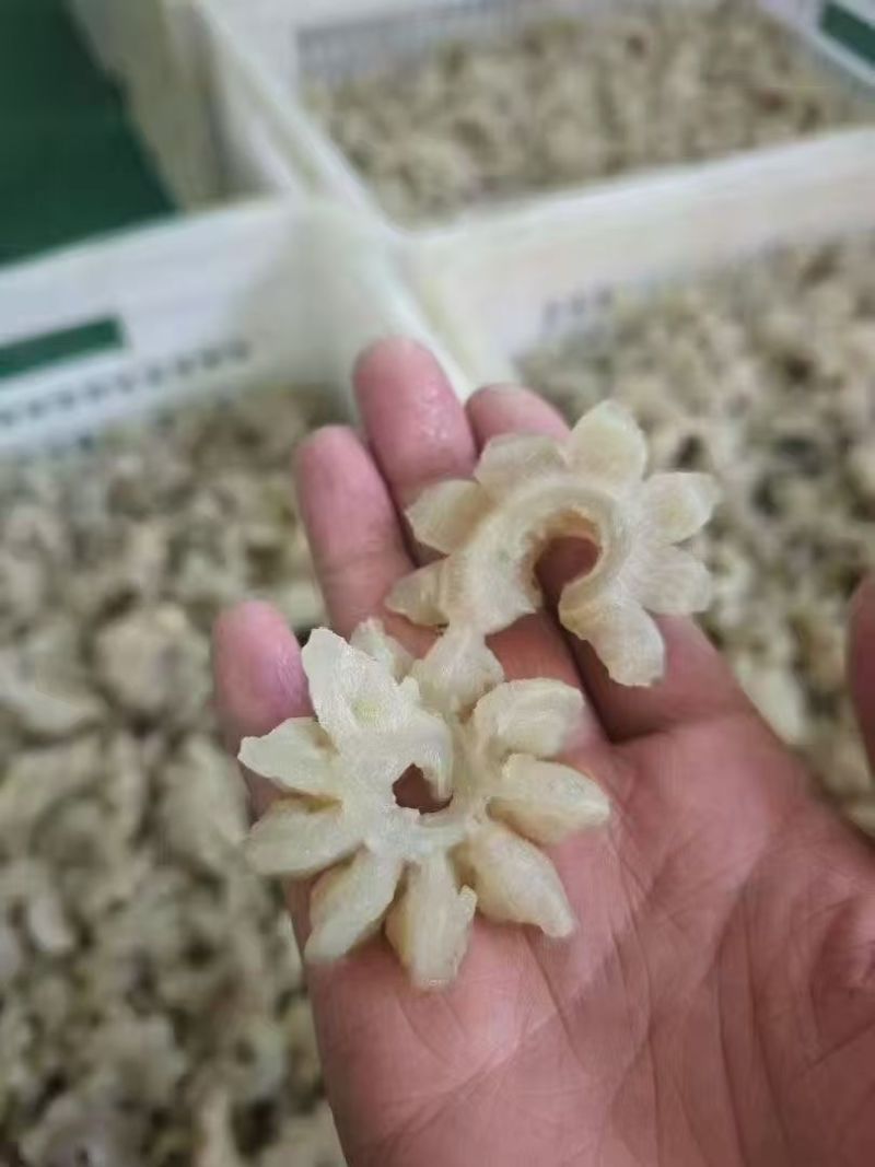 牛鞭花