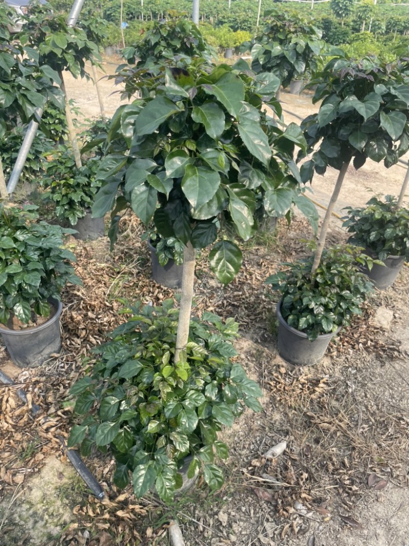 绿宝幸福树