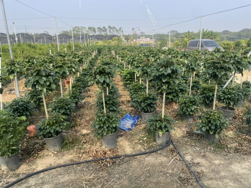 绿宝幸福树