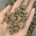 猫爪草，水洗货，产地货源，保质保量，批发各种中药材，欢迎
