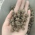 猫爪草，水洗货，产地货源，保质保量，批发各种中药材，欢迎