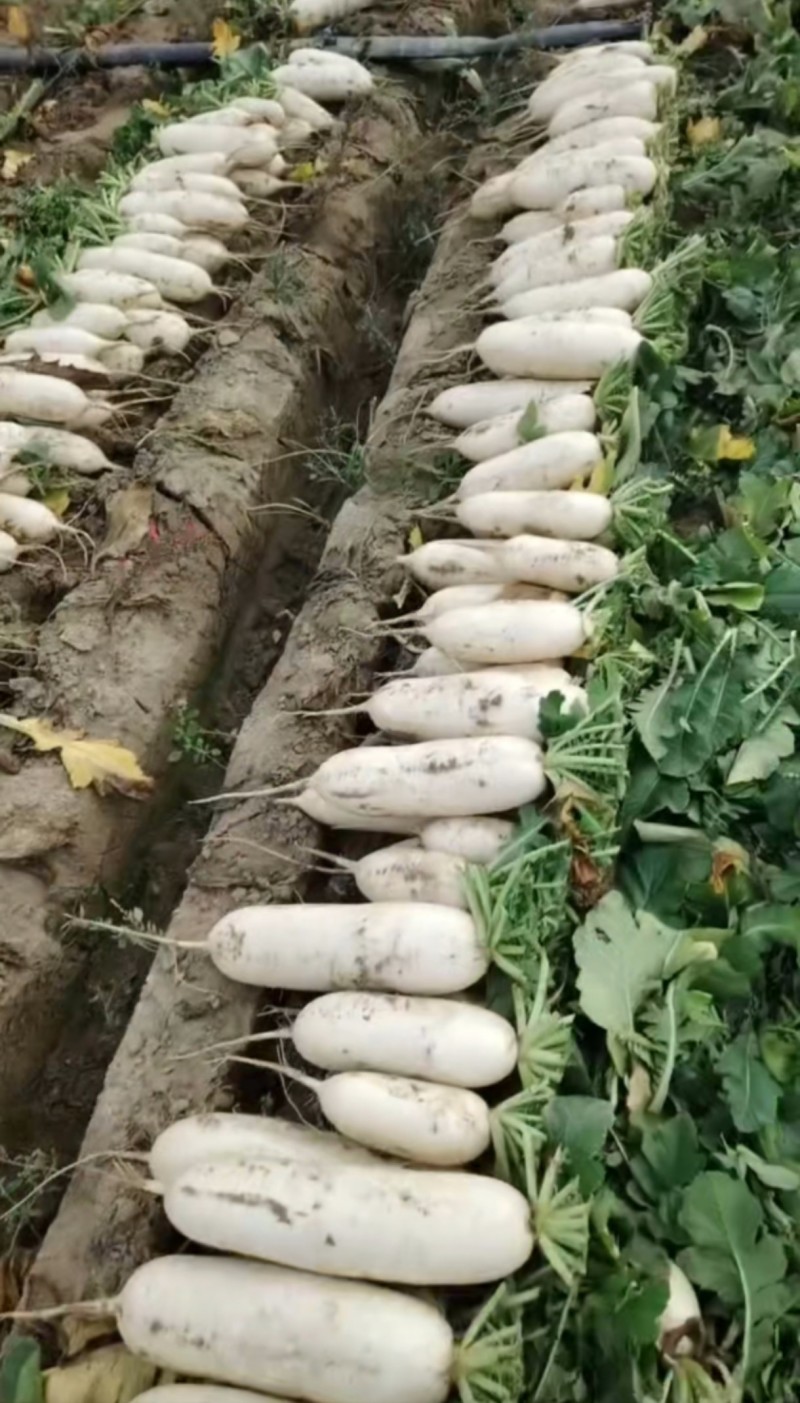 湖北沙洋精品白萝卜大量上市，产地直销，全国发货条形好