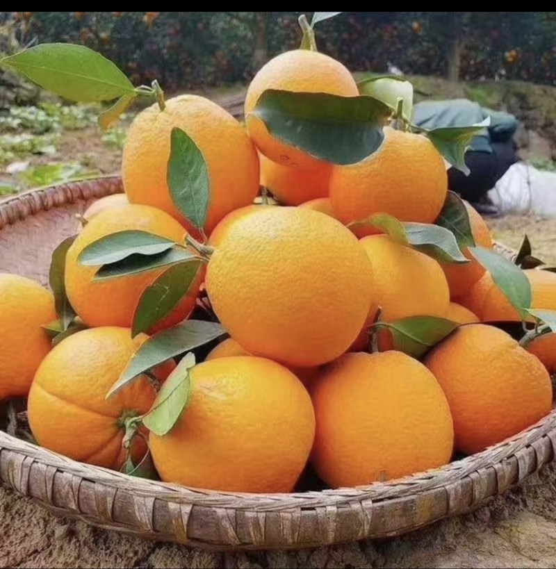 脐橙湖北脐橙纽荷尔脐橙冰糖橙承接商超电商外贸加工