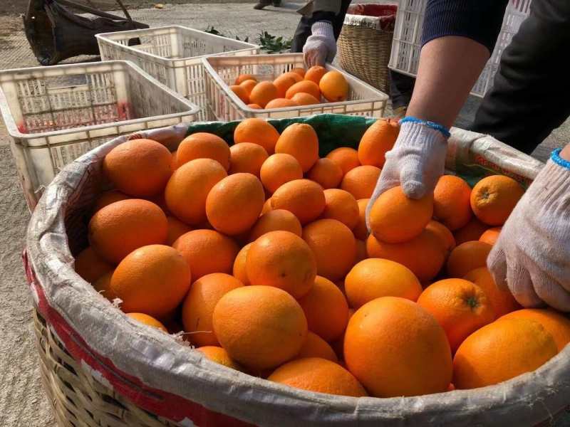 脐橙湖北脐橙纽荷尔脐橙冰糖橙承接商超电商外贸加工