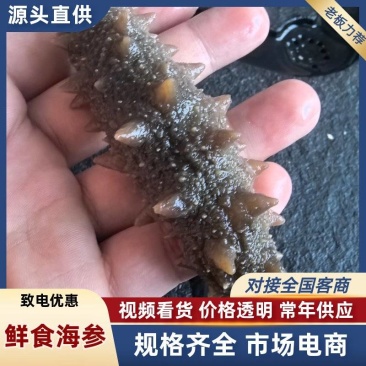 【鲜食海参】活体海参深加工，肉质肥厚口感艮揪，参刺粗壮