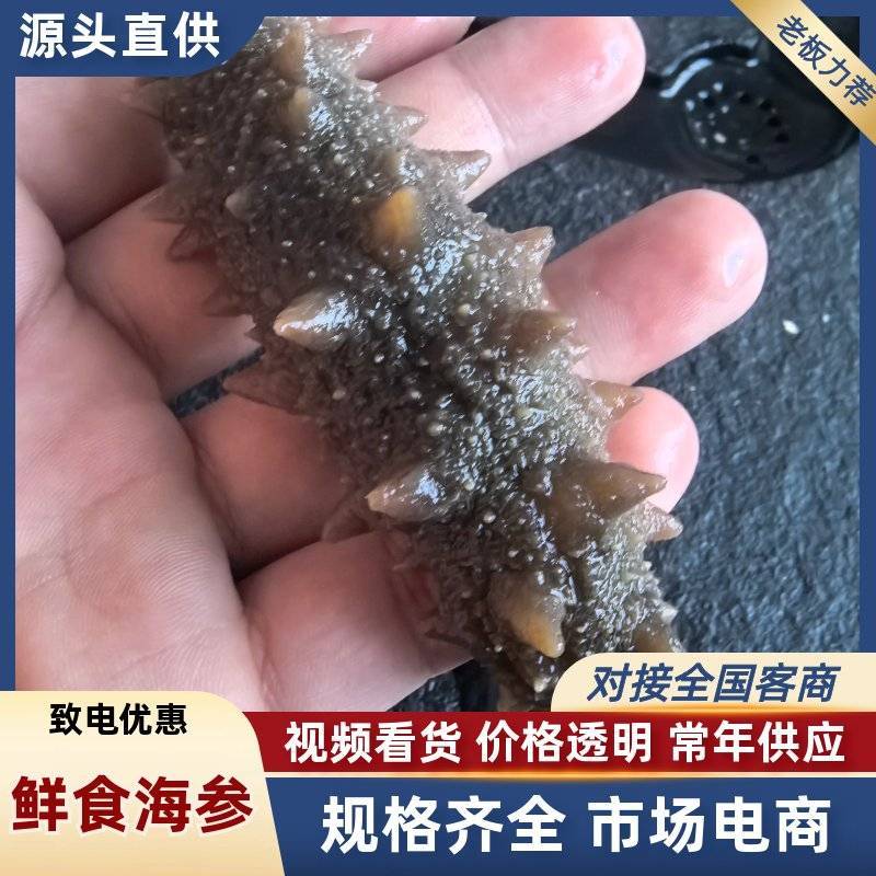 【鲜食海参】活体海参深加工，肉质肥厚口感艮揪，参刺粗壮