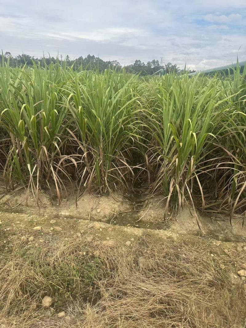 黄皮种茎苗甘蔗种苗产地直发量大优惠对接全国
