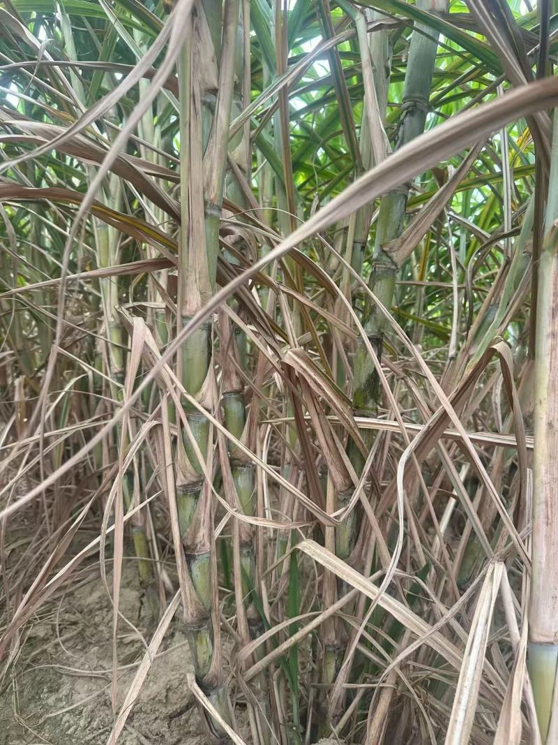 黄皮种茎苗甘蔗种苗产地直发量大优惠对接全国