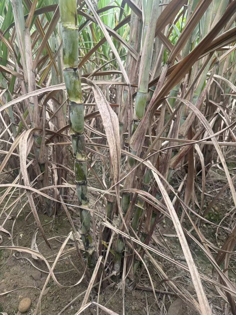 黄皮种茎苗甘蔗种苗产地直发量大优惠对接全国