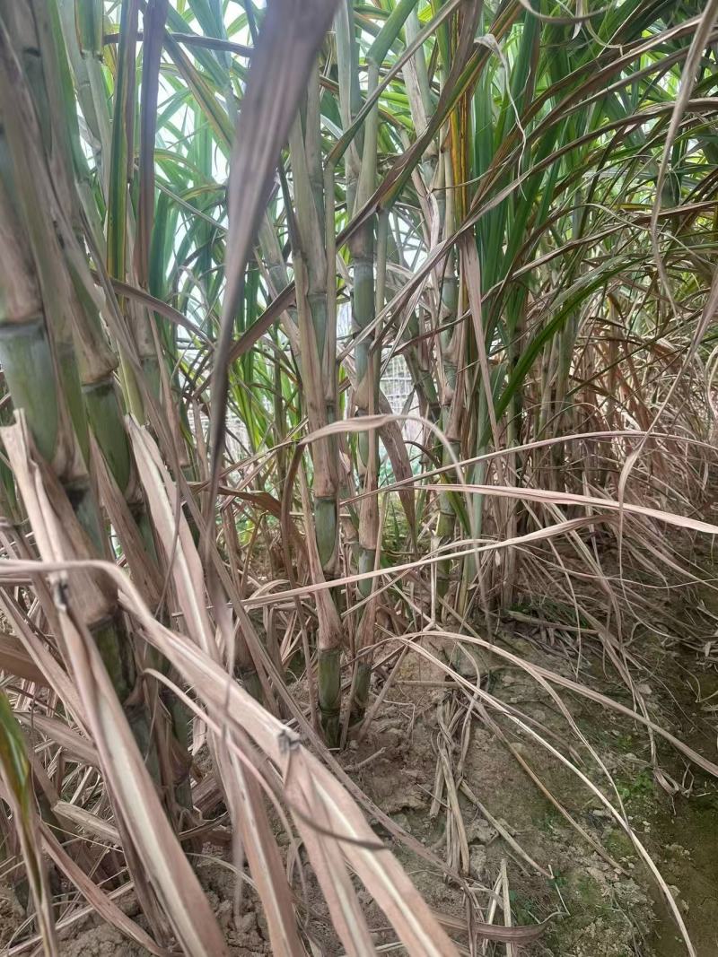黄皮种茎苗甘蔗种苗产地直发量大优惠对接全国