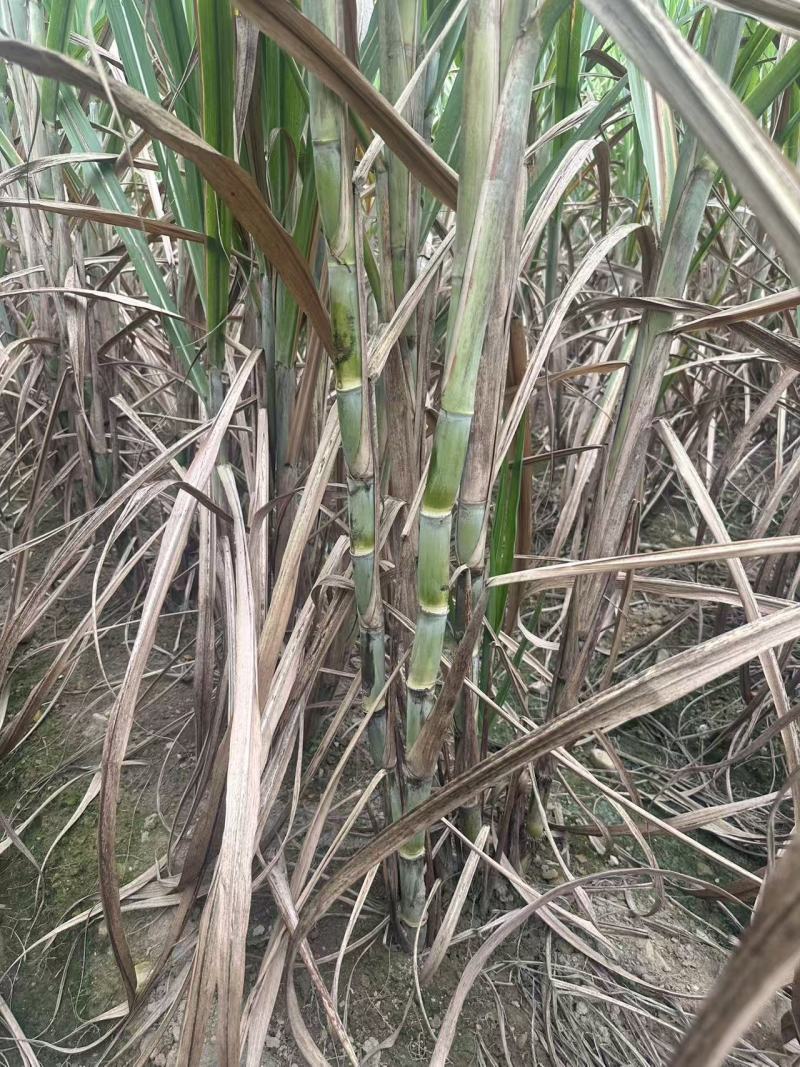 黄皮种茎苗甘蔗种苗产地直发量大优惠对接全国