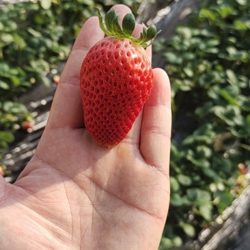 奶油草莓
