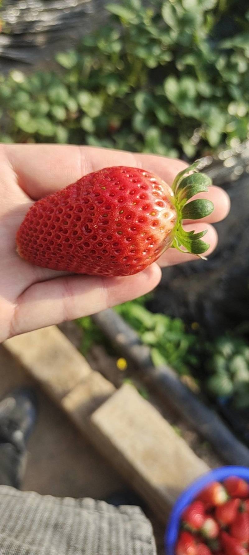 奶油草莓